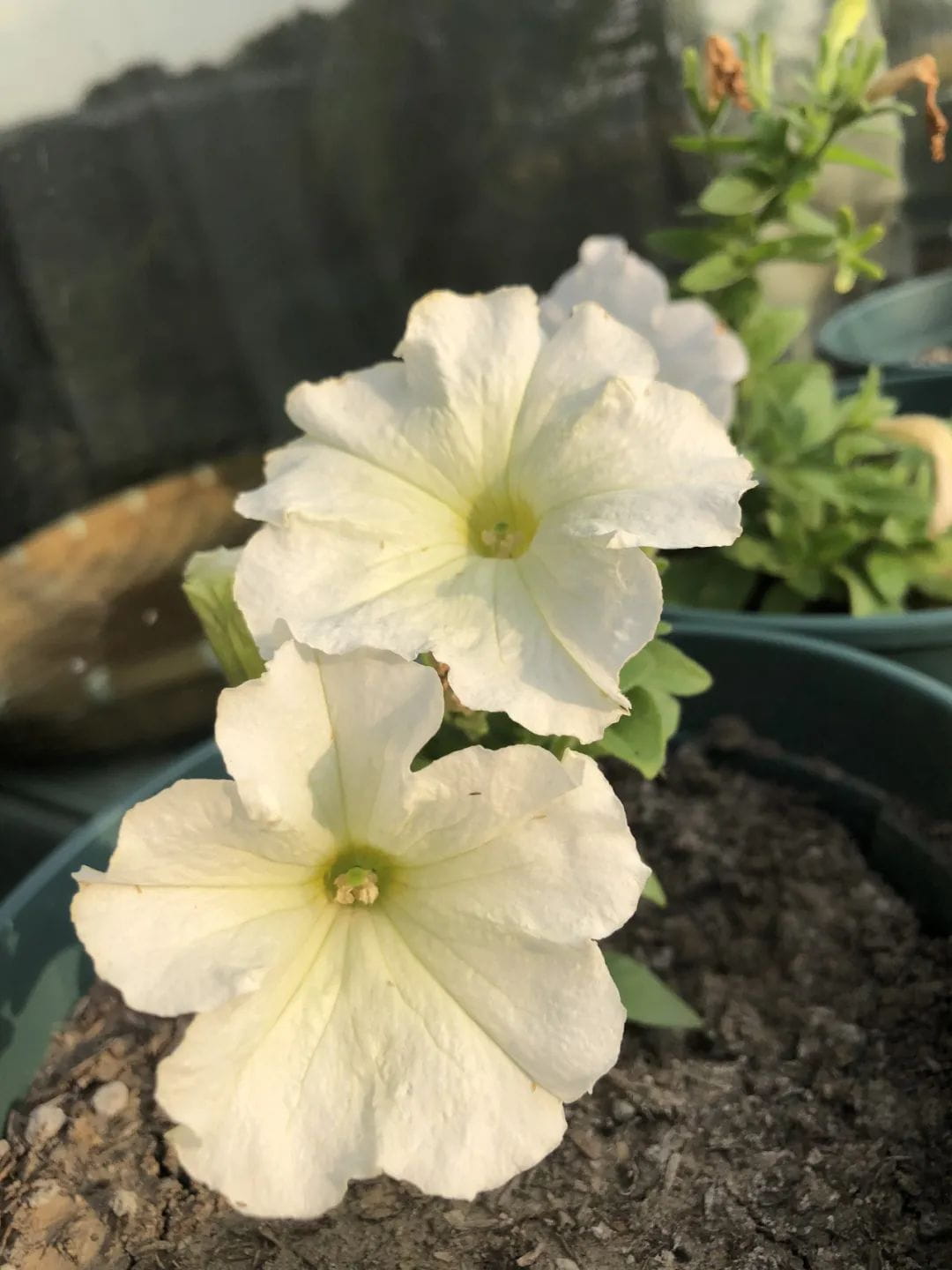 斩获全球17枚offer，IB成绩44分的诺达学霸是怎么炼成的？ - Jenny Chen