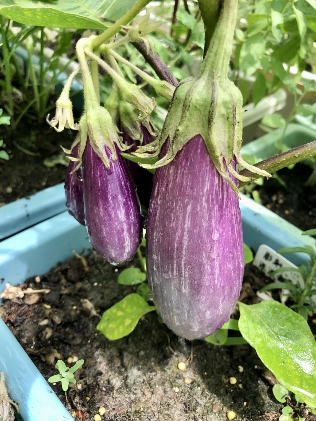 斩获全球17枚offer，IB成绩44分的诺达学霸是怎么炼成的？ - Jenny Chen