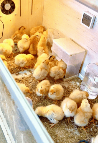 NACIS校园内竟暗藏养鸡场？MIT同款宝藏课堂带你探寻校园最火打卡点的奥秘NACIS STEAM PROGRAMME - STEAM