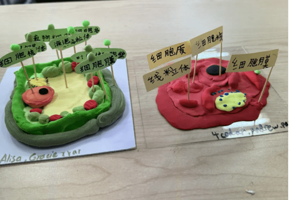 NACIS校园内竟暗藏养鸡场？MIT同款宝藏课堂带你探寻校园最火打卡点的奥秘NACIS STEAM PROGRAMME - STEAM